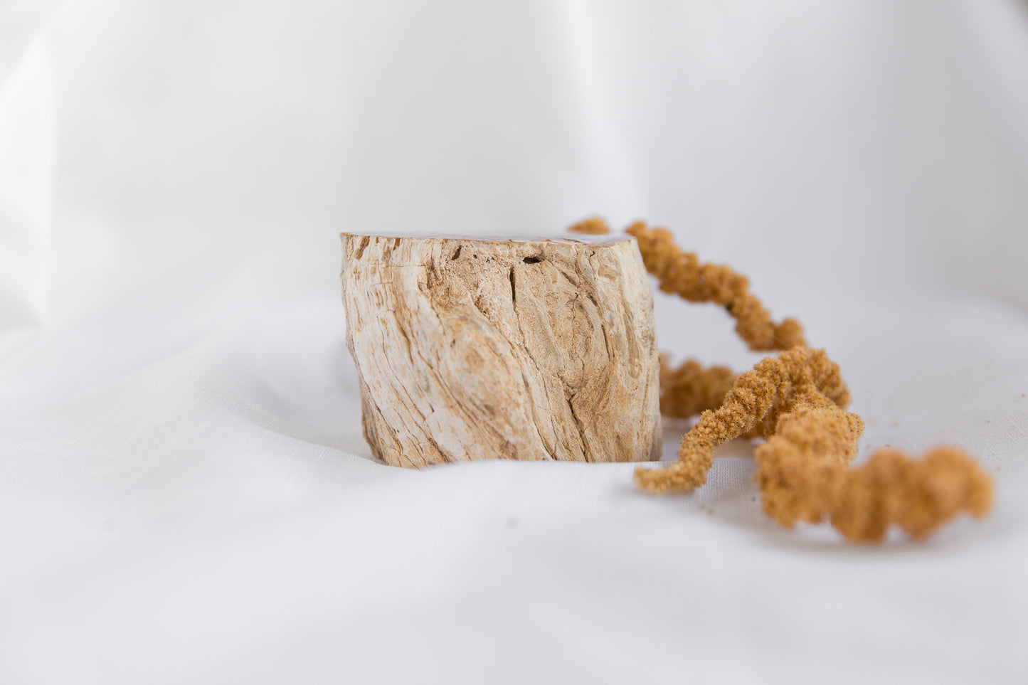 Petrified Wood #6