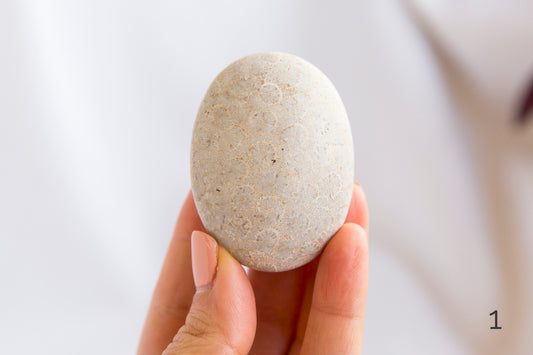 Agatized Coral Palmstones